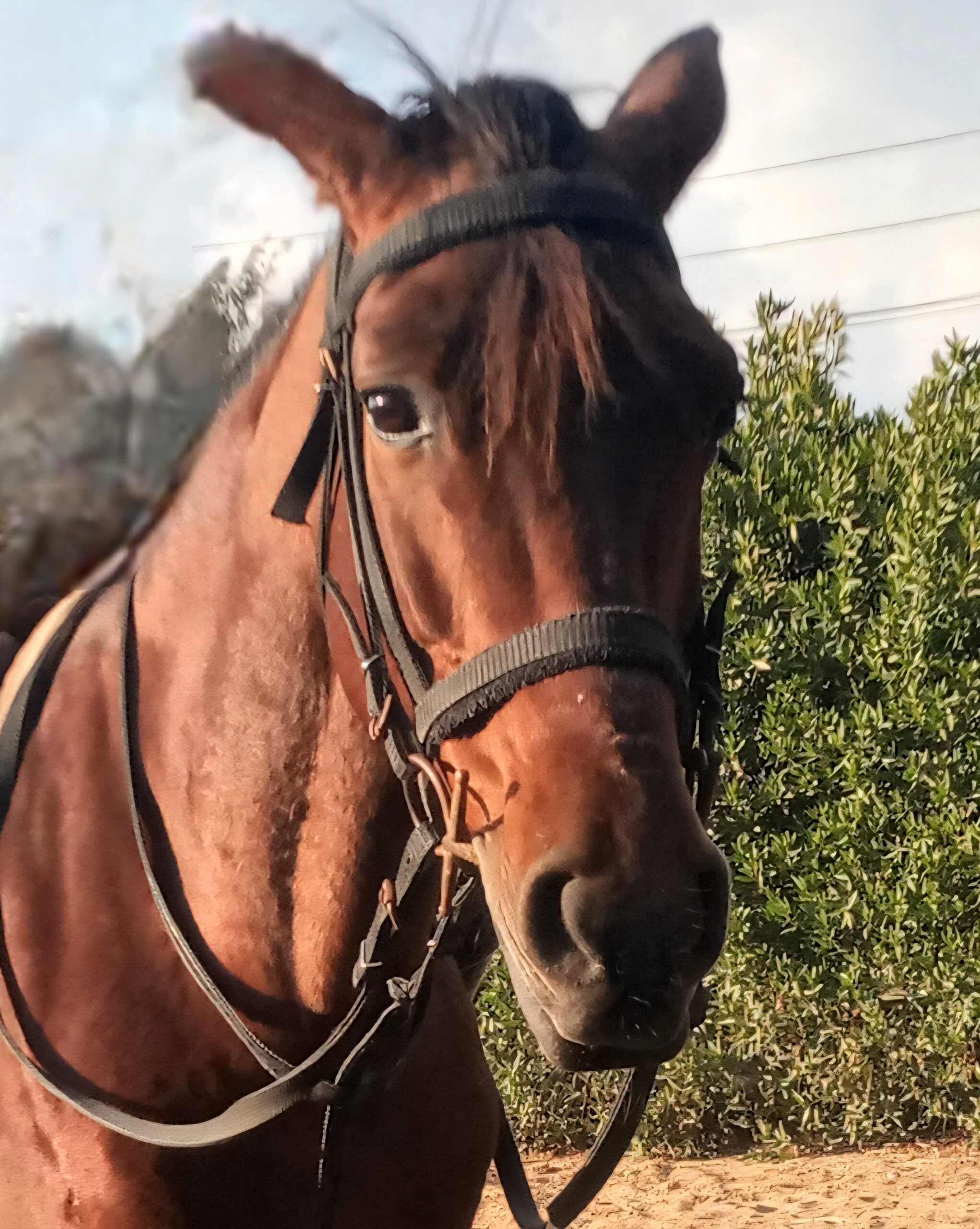 الأحصنه كحيوانات ضخمه و كيف تحبها